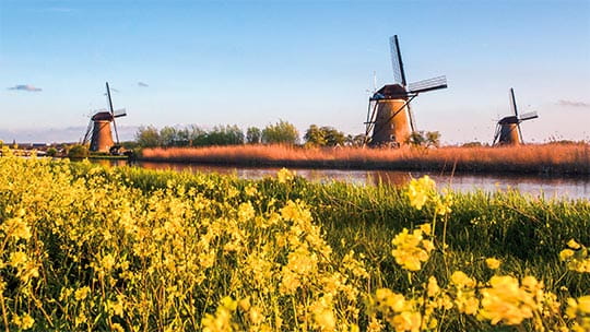 Windmills in Kinderdijk surrounded by yellow flowers, Netherlands